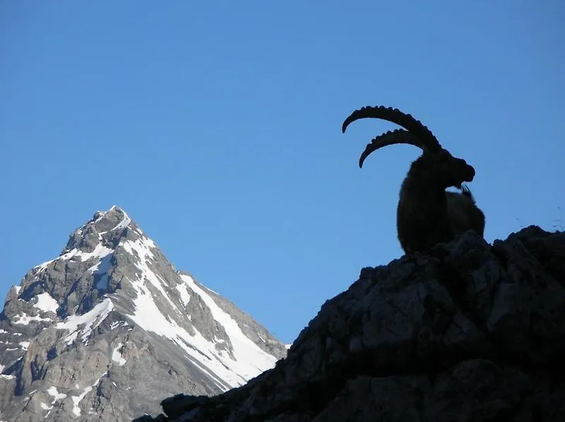 Rifugio Ghiacciaio Dei Forni Hotel Valfurva